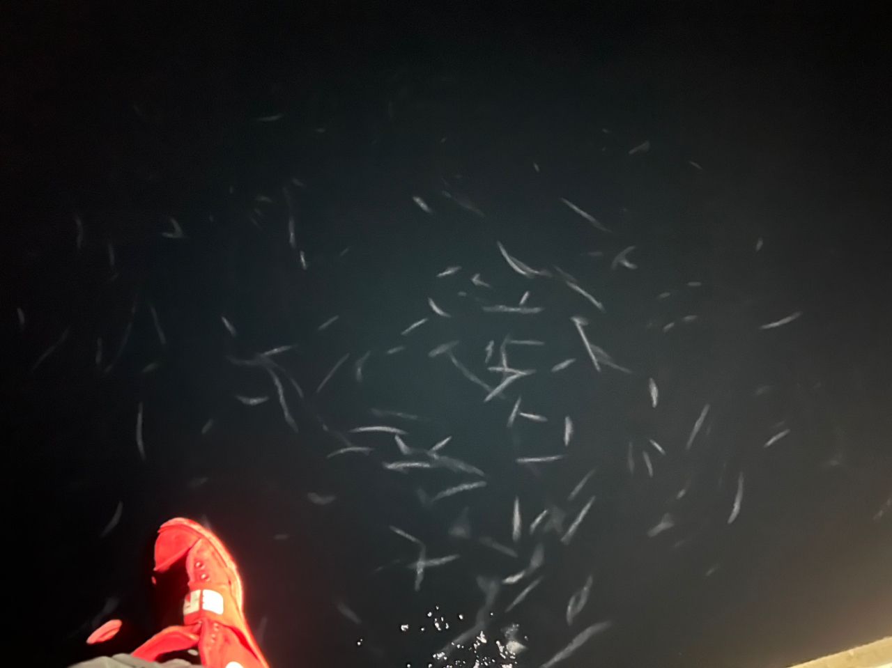 ヤリイカ