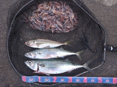 サバの釣果