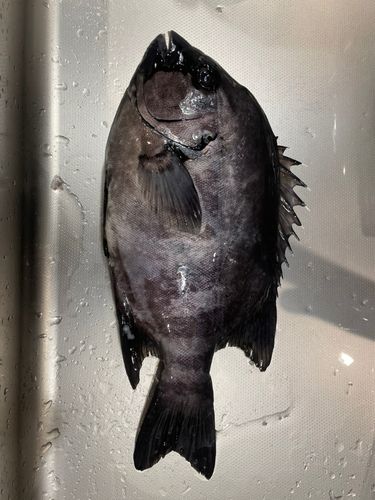 イシダイの釣果