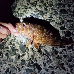 カサゴ