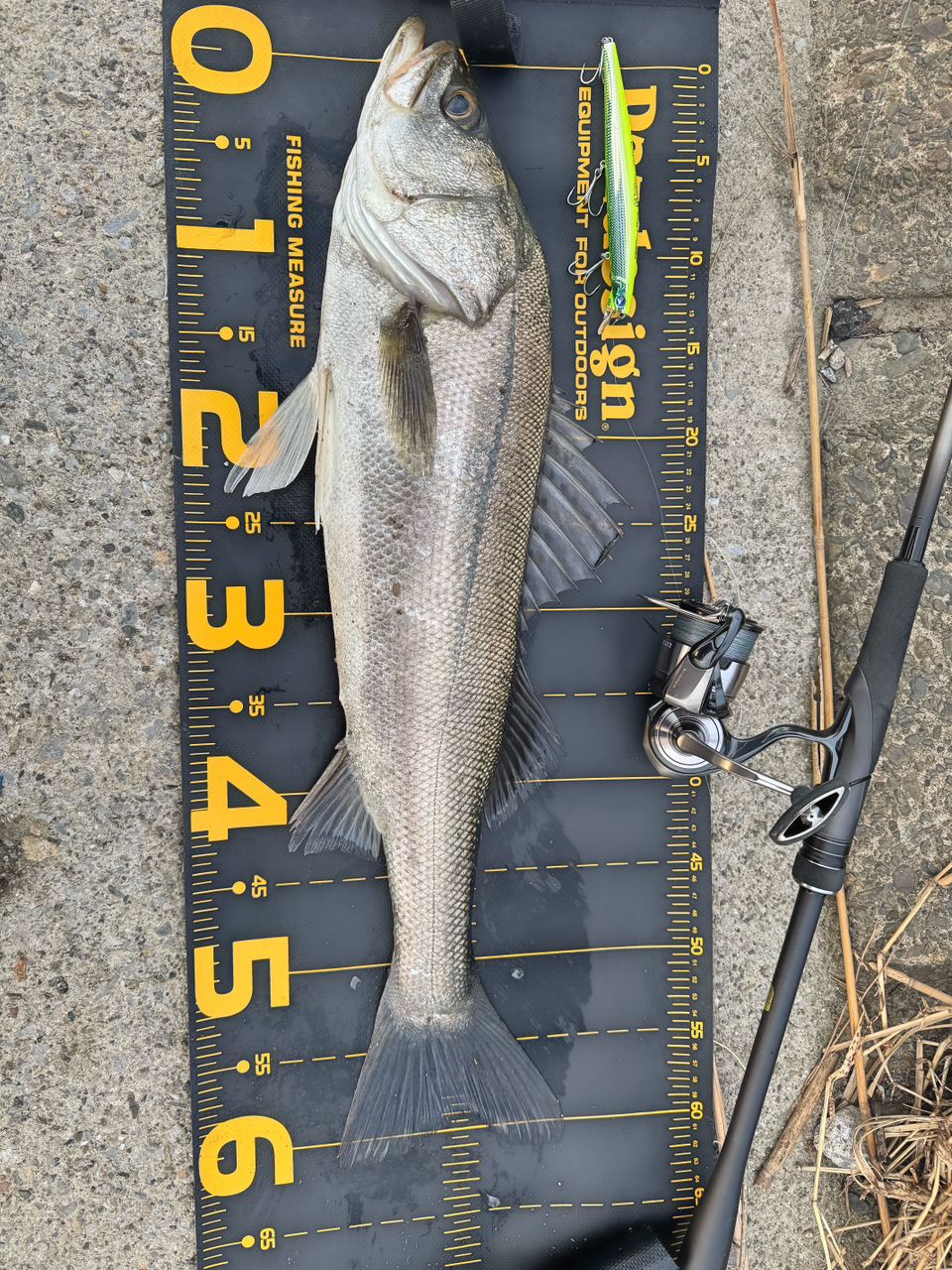 tailwalk ハイタイド SSD 90MLの最安値・インプレ・釣果 | 本音の