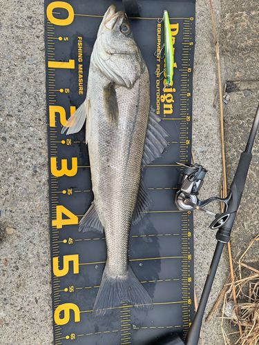 シーバスの釣果