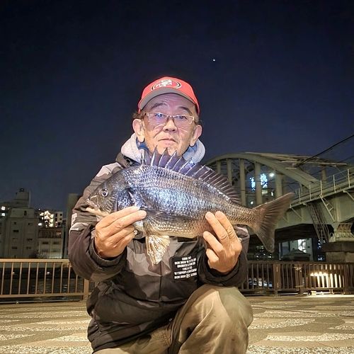 チヌの釣果