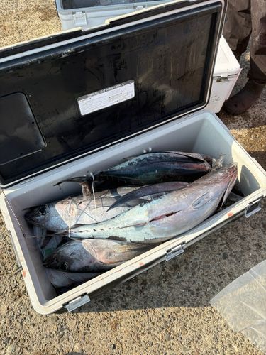 ビンチョウマグロの釣果