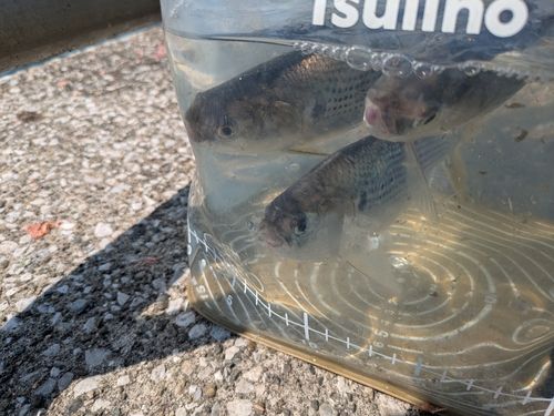 コノシロの釣果