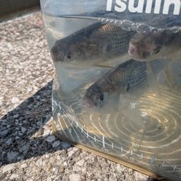 コノシロ