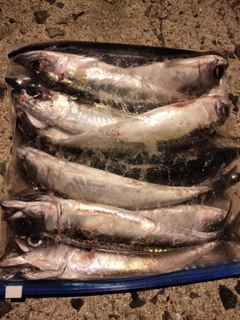 サバの釣果