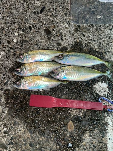 アジの釣果