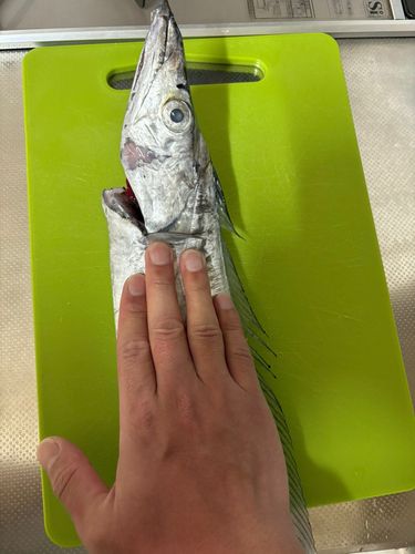 タチウオの釣果