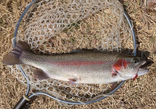 レインボートラウトの釣果