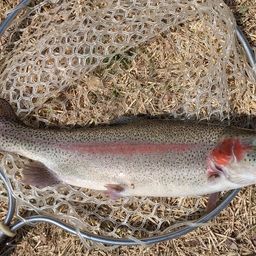 レインボートラウト