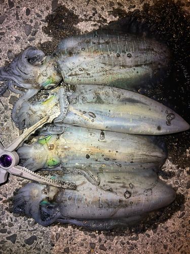 アオリイカの釣果