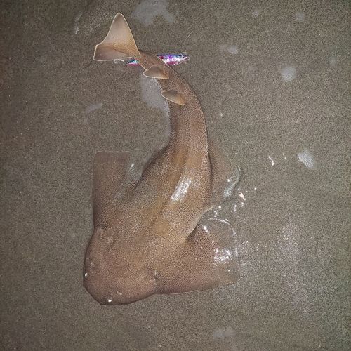 カスザメの釣果