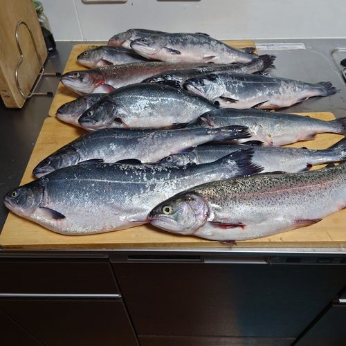トラウトサーモンの釣果