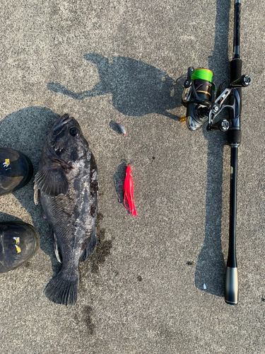 クロソイの釣果