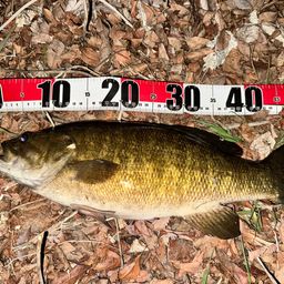 スモールマウスバス