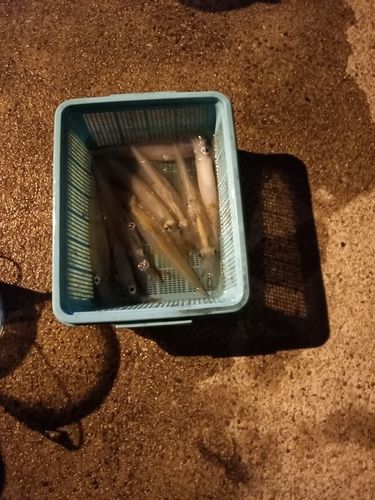 ヤリイカの釣果