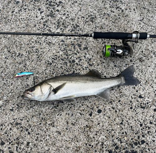 スズキの釣果