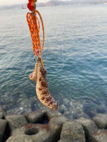 ナマコの釣果