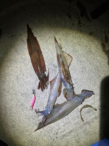 ヤリイカの釣果