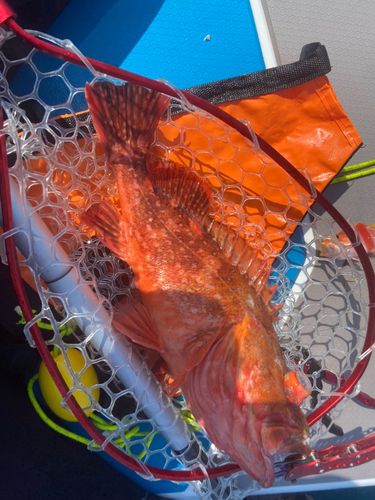 ウッカリカサゴの釣果