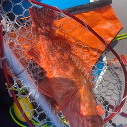 ウッカリカサゴ