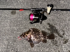 オウゴンムラソイの釣果