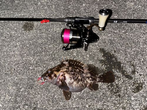 オウゴンムラソイの釣果