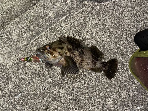 ムラソイの釣果