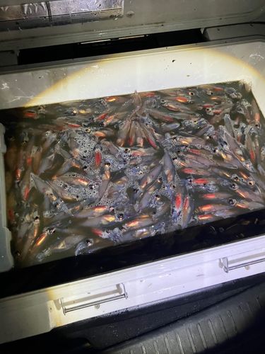 ホタルイカの釣果