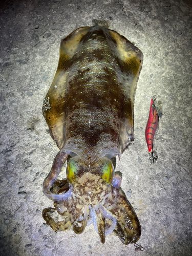 アオリイカの釣果