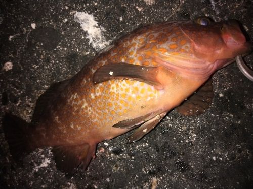 キジハタの釣果