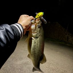 ラージマウスバス