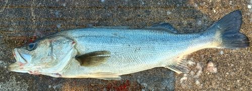 フッコ（マルスズキ）の釣果