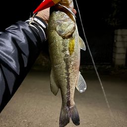 ラージマウスバス