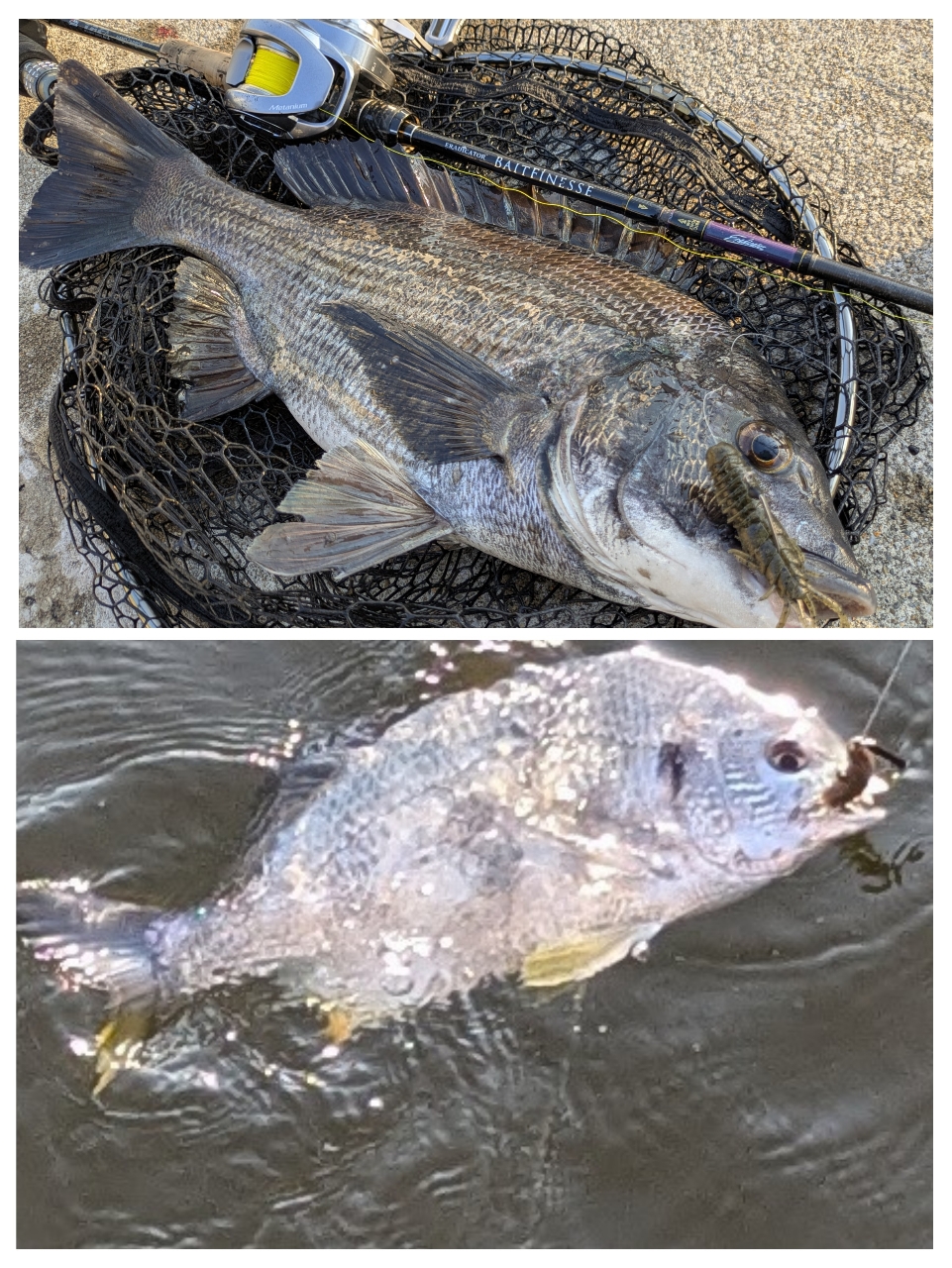 AbuGarcia エラディケーター ベイトフィネス EBTC-704LT-MBの最 AbuGarcia エラディケーター ベイトフィネス EBTC-704LT-MBの最