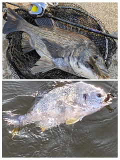 クロダイの釣果
