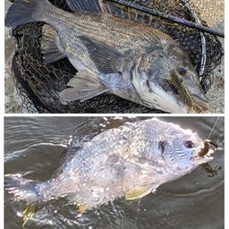 クロダイ