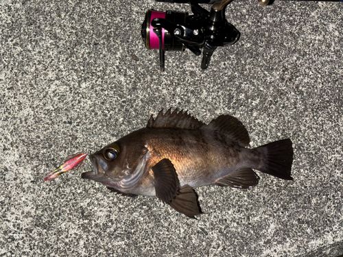 メバルの釣果