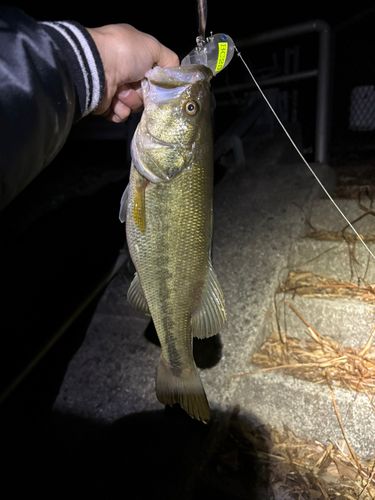 ラージマウスバスの釣果