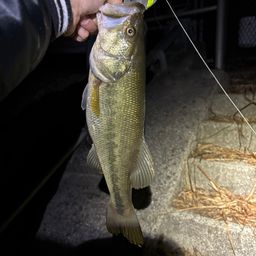 ラージマウスバス