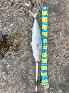 メジロの釣果