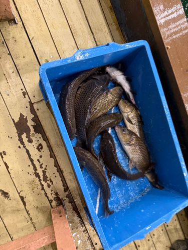 コイの釣果