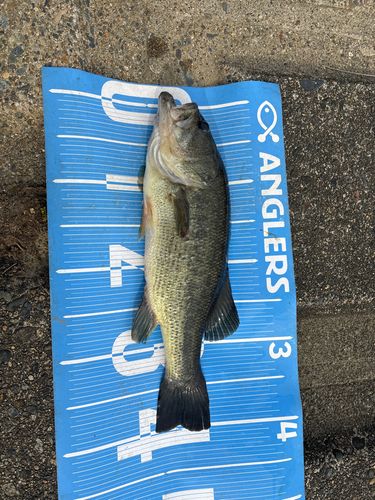 ラージマウスバスの釣果