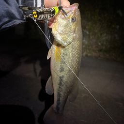 ラージマウスバス