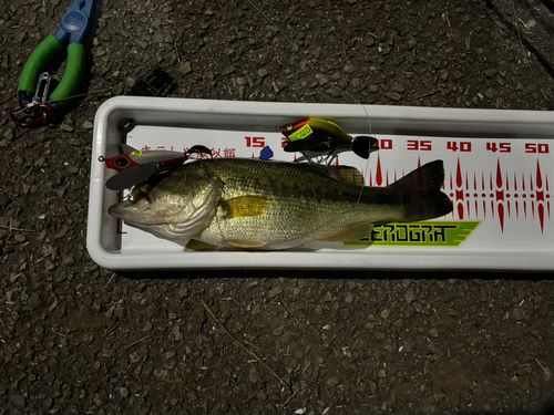 ラージマウスバスの釣果