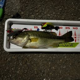 ラージマウスバス