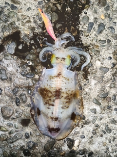 アオリイカの釣果