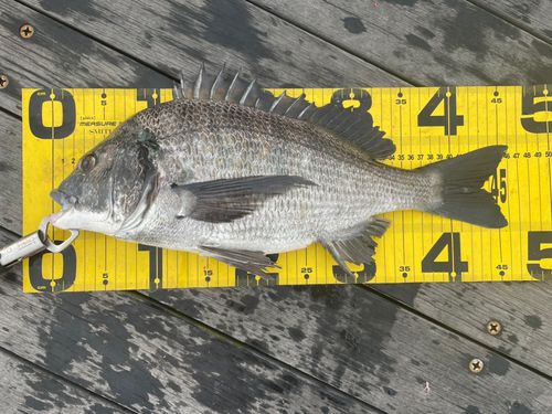 クロダイの釣果