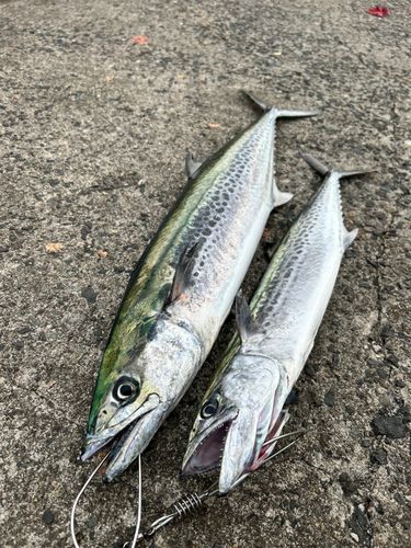 サワラの釣果